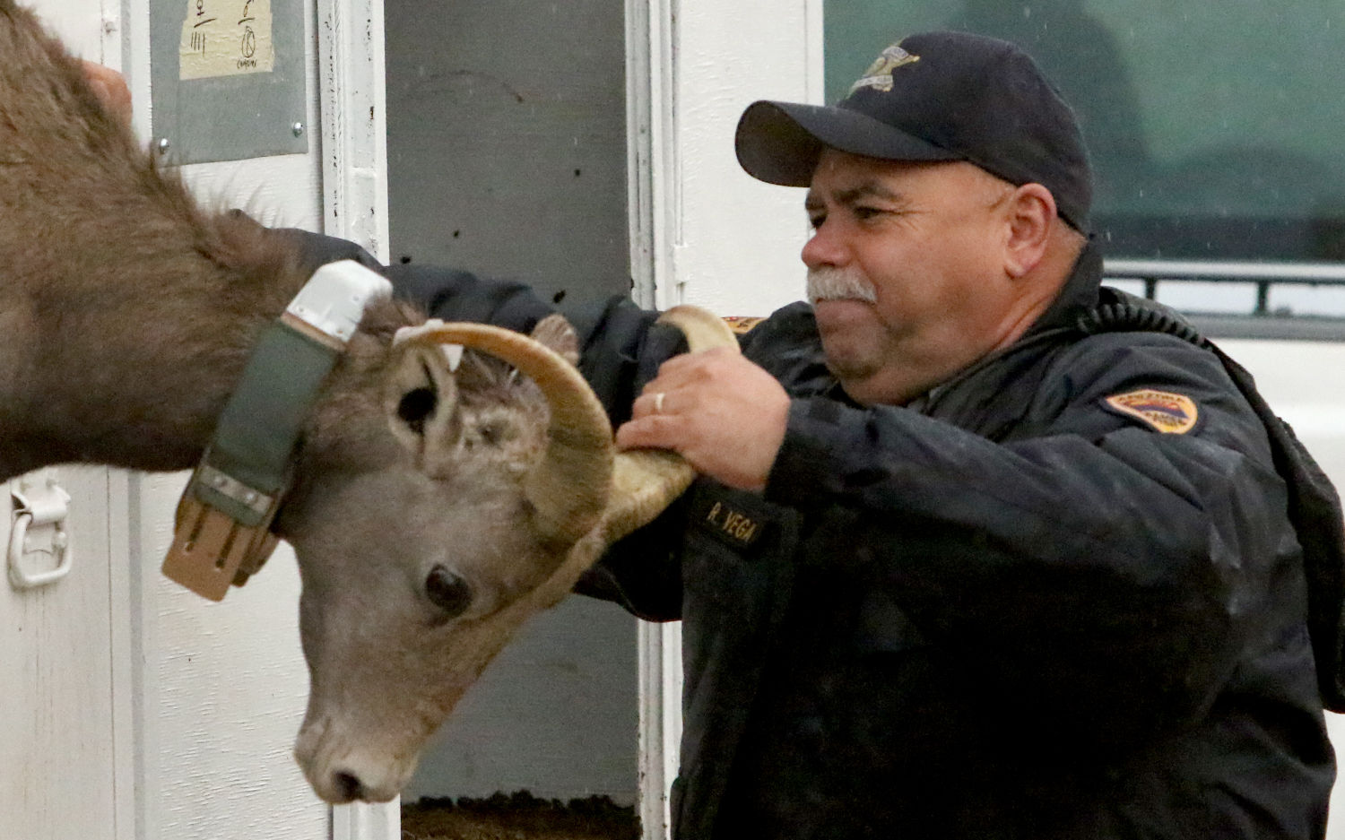 Bighorn Sheep release